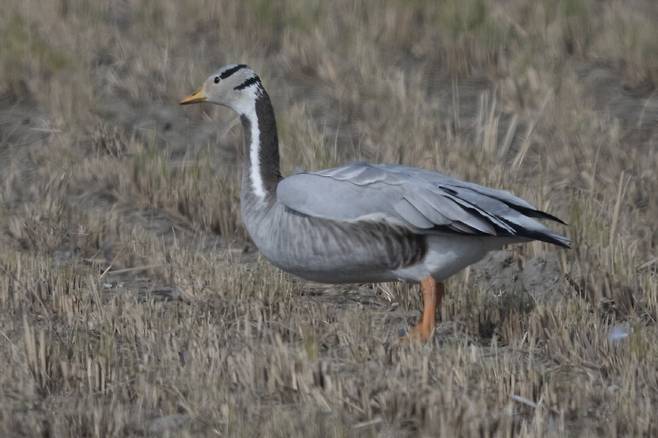 날아오르기 직전의 줄기러기 모습. 다른 기러기보다 날렵한 몸매를 가졌다. 높이 나는 이유도 체형과 관계가 있다.