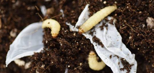 한국생명공학연구원은 꿀벌부채명나방에서 플라스틱을 산화하는 효소를 찾아냈다. 사진은 꿀벌부채명나방 애벌레. 생명연 제공
