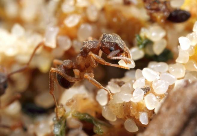 2014년 브라질에서 채집한 미세토필락스 아스퍼(Mycetophylax asper) 개미. 곤충의 똥을 모아 균류를 기른다. Don Parsons 제공