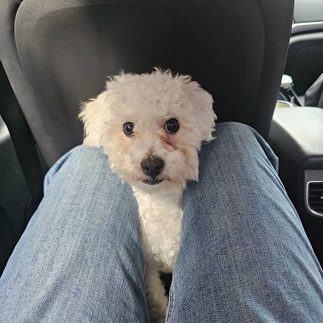 1000023187.jpg 포텐간 대전 입양 노쇼후기