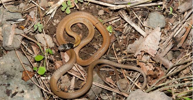 비바리뱀은 국내에서는 한라산 중산간 지역에서만 서식하는 것으로 알려져 있다. 해외에서는 중국과 대만, 홍콩, 동남아시아 일대에 서식하고 있다./국립생태원