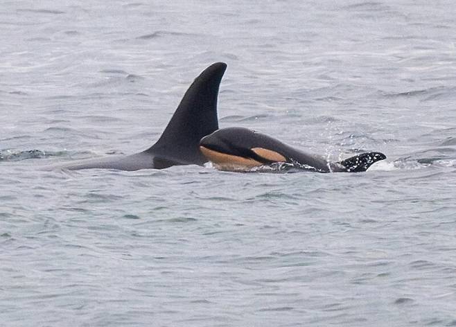어미 ‘탈레쿠아’와 함께 있는 아기 범고래. 고래연구센터 페이스북 갈무리