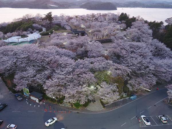 선진리성 벚꽃 (사진=사천시청)