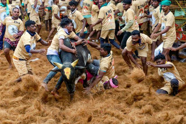 인도 남부 타밀 나두주 마두라이 인근 팔라메두에서 15일 연례 인도식 투우 '잘리카투' 축제가 열려 참가자들이 황소를 제압하고 있다. '잘리카투'는 황소를 풀어놓은 뒤 맨손으로 달려들어 황소의 뿔을 잡아 제압하는 방식으로 진행되는 경기로 참가자 부상 또는 동물학대 논란 속에 동물보호단체가 폐지운동을 벌여 여러 차례 금지됐으나 이에 반대하는 사람들의 항의로 2017년 경기를 계속하기 위한 동물학대방지법 개정안을 통과시켜 다시 허용됐다. 팔라메두=AFP 연합뉴스