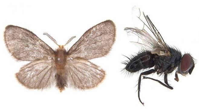 (좌측)신종 가로줄집주머니나방(가칭) Oiketicoides gohadoensis, (우측) 기생파리과 미기록종 Neophryxe psychidis. 국립호남권생물자원관 제공