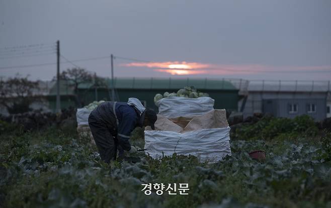 이주노동자들이 지난해 12월5일 제주시 한경면 양배추 밭에서 양배추 수확 작업을 하고 있다. 권도현 기자