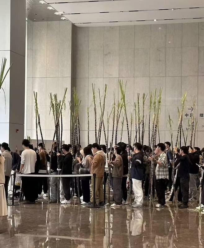 텐센트 직원들이 춘절 선물로 받은 거대한 사탕수수들 들고 있는 모습. /사진=샤오홍슈 캡처