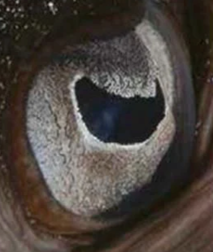 스크린샷 2025-01-22 14.08.35.png 동물들 눈 모양마다 기능 다 다른거 나만 몰랐냐?