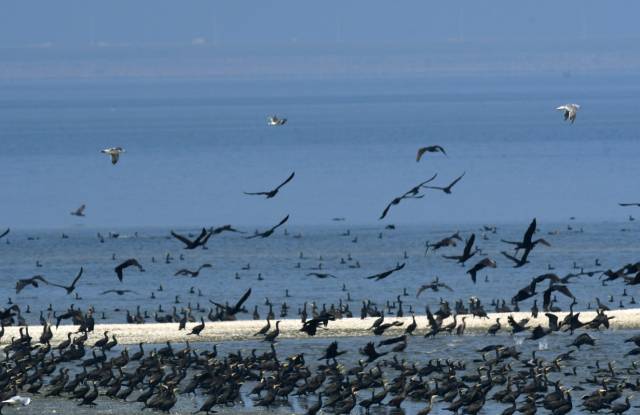 ▲ 새만금에 2~3만 마리가 서식하고 있는 민물가마우지. ⓒ새만금신공항백지화공동행동