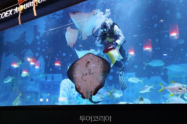 코엑스 아쿠아리움