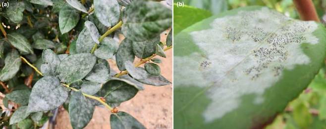 에리시페 바키니(Erysiphe vaccinii) 균으로 유래된 블루베리 흰가루병./사진='New Phytologist' 제공