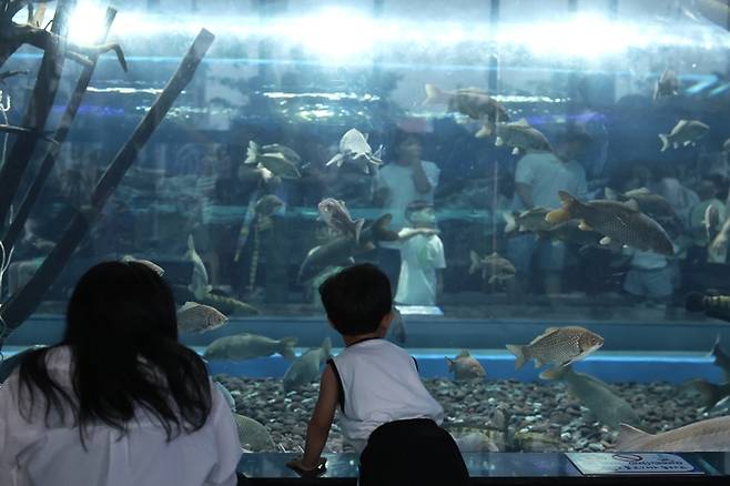 충북 괴산군 충북아쿠아리움에서 아이들이 수조에 있는 민물고기를 감상하고 있다. 충북도 제공.