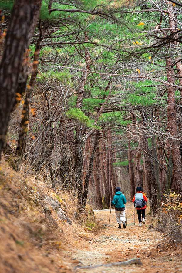 다시 밝아진 솔밭길을 걸어내려간다. 몸도 마음도 가볍다.