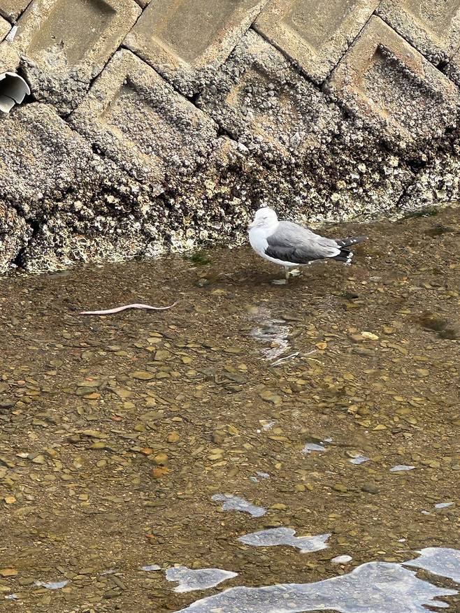 IMG_7957.jpeg 대마도 1박 2일 다녀왔습니다!