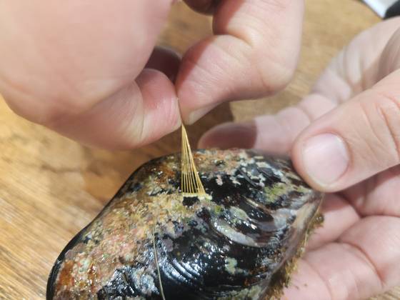 홍합 껍데기 표면에는 강력한 접착 물질 '폴리페놀'이 있다. 서혜빈 기자