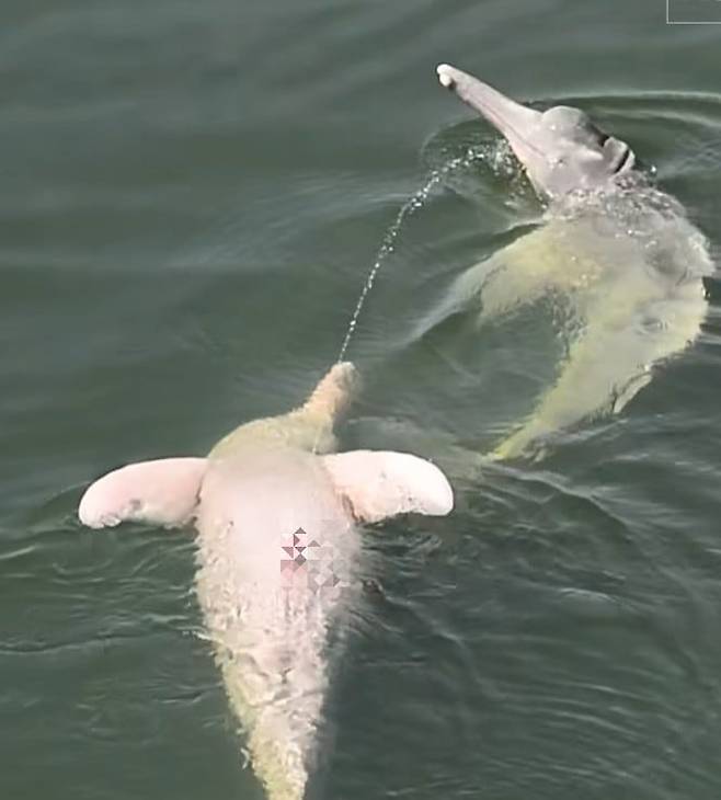 아마존강돌고래가 몸을 뒤집고 동료가 있는 곳을 향해 소변을 보고 있다. /New Scientist Facebook