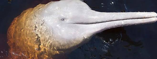 가까이서 포착한 아마존강돌고래의 얼굴. 다른 돌고래보다 눈은 작지만 시력은 뛰어나다./Aqua Expeditions