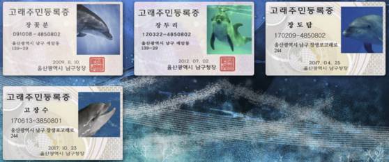 울산 장생포 행정복지센터(민원출장소)서 발급하는 돌고래 가족의 주민등록등본. 사람 주민등록등본과 똑같은 형태를 갖추고 있다. 세대주와 구성원의 이름, 주민등록번호, 집 주소, 전입일, 출생일 등 고래 가족의 특별한 기록이 담겨 있다. 자료 울산남구도시관리공단
