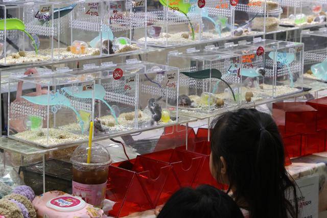 2일 오후 서울 서초구 aT센터에서 열린 서울 K렙타일페어에서 관람객들이 동물들을 살펴보고 있다. 연합뉴스