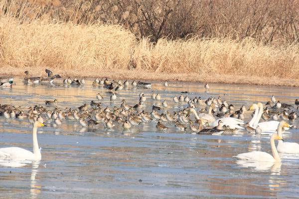 부산 강서구 대저생태공원에 서식중인 가창오리. 부산시 제공