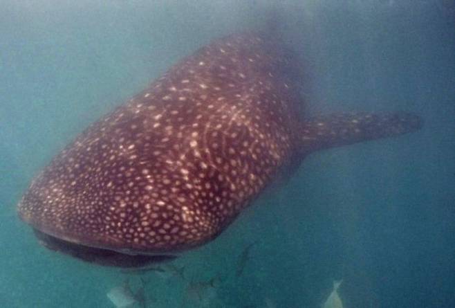 필리핀 바다의 고래상어. EPA 연합뉴스