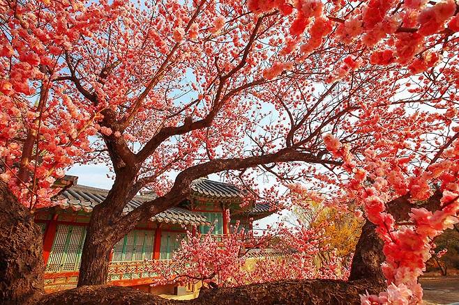 창덕궁 봄 매화