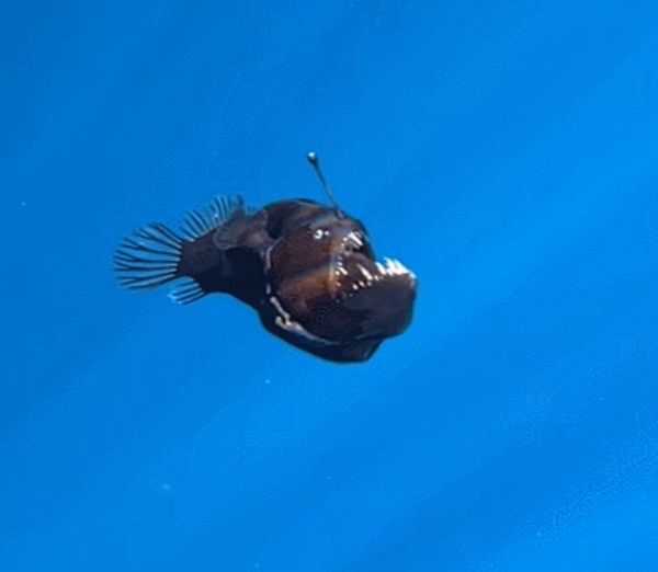 /사진=콘드릭 테네리페 인스타그램 갈무리