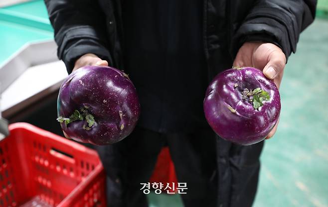 박용규씨가 지난해 12월4일 제주시 한경면 고산농협 농산물산지유통센터에서 과다 성장해 비품으로 분류된 콜라비를 들어보이고 있다. 권도현 기자