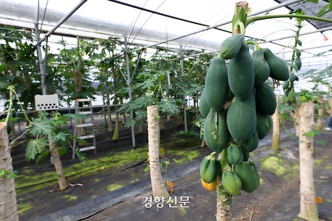 지난해 12월2일 제주시에 있는 국립원예특작과학원 온난화대응농업연구소 비닐하우스에서 파파야가 자라고 있다. 권도현 기자