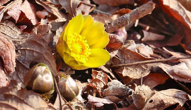 '행복과 장수'를 뜻하는 이름을 가진 복수초가 꽃망울을 터뜨리며 새 계절의 시작을 알리고 있네요. 아무리 추워도 결국 봄은 오게 되어 있습니다. 이승환 기자