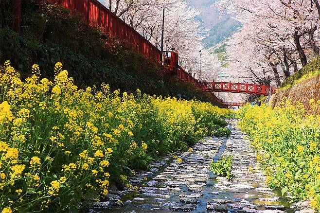 진해 벚꽃 풍경