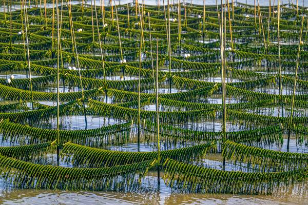 썰물 때 수채화 같은 풍경을 펼쳐놓은 전남 장흥군 회진면 앞바다 매생이 양식장.