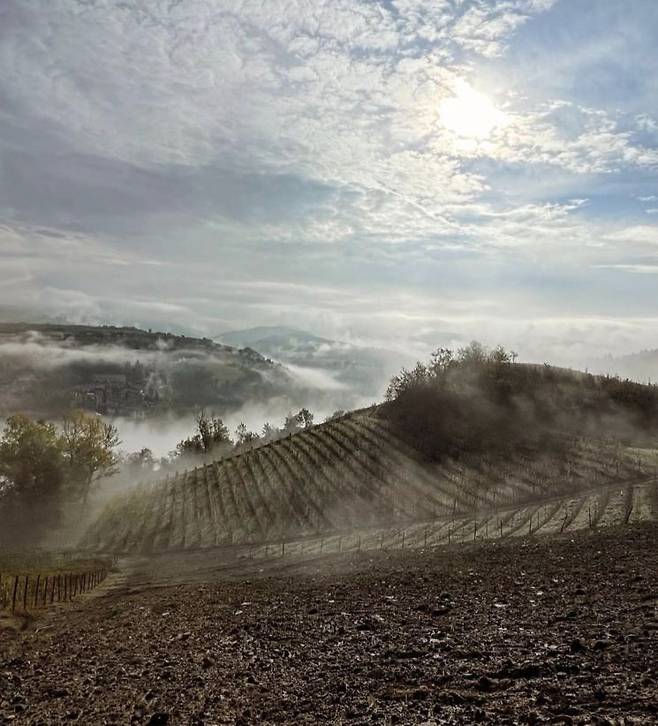 안개가 낀 지디 바이라의 '브리코 델레 비올레(Bricco delle Viole)' 포도밭 전경.