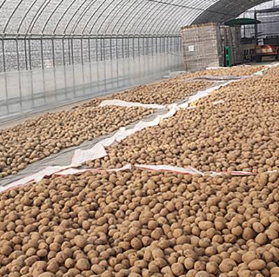 비날하우스 바닥에서 올라오는 냉기를 차단하기 위해 부직포 등을 깔고 그 위에 씨감자를 얇게 펼쳐놓은 모습. 농촌진흥청
