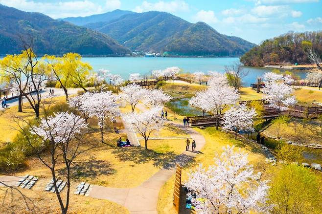 남양주 다산생태공원 벚꽃