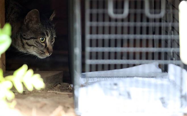 한 고양이가 포획틀을 경계하고 있다. /뉴스1