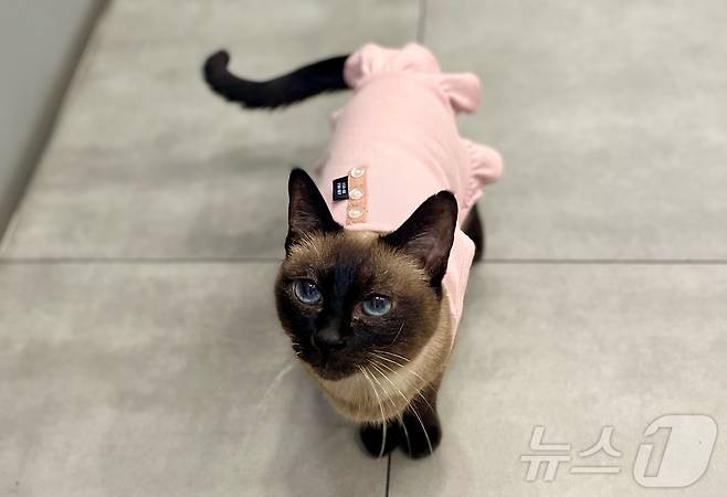 고양이 묘미(아이디동물의료센터 제공) ⓒ 뉴스1