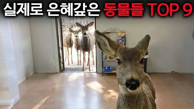 유튜브 채널 '지식돼지'가 올린 '실제로 은혜 갚은 동물들 TOP9' 시리즈도 영상당 조회수 100만회를 넘기며 인기를 끌고 있다. /유튜브 채널 '지식돼지' 영상 캡쳐