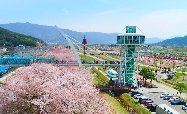 물금벚꽃축제 / 사진=황산공원