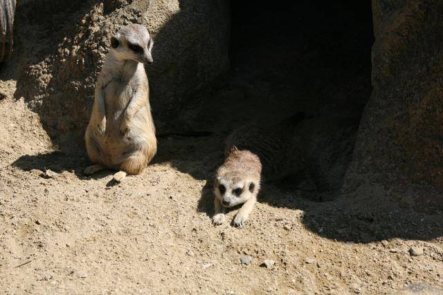 미어캣은 최대 5m까지 땅굴을 파는 습성이 있으며 여러 마리 무리지어 생활한다. 과연 이런 동물이 한국에서 '사육 가능'하다고 분류해 허가를 내릴 수 있는 동물일까? 게티이미지뱅크 *이해를 돕기 위한 자료 사진입니다.