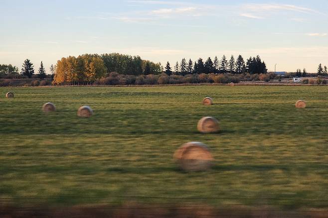 캘러리에서 카나나스키스로 가는 차창밖으로 가을걷이를 끝낸 들녘이 수채화처럼 펼쳐져있다.