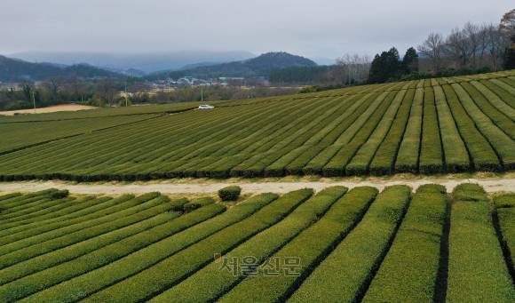 월출산 아래 월남리 일대의 차밭.
