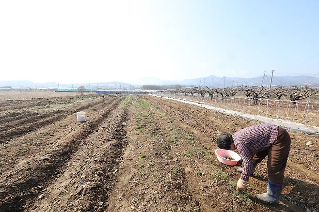 '봄 대파 모종 심기 준비' (대구=연합뉴스) 박세진 기자 = 7일 경북 경산시 남방동 한 밭에서 농민 강모(70대)씨가 대파 모종 사이에 자라난 잡초를 뽑고 있다. 2025.3.7 psjpsj@yna.co.kr