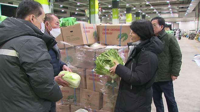 맨눈으로 보기에도 확연한 크기 차이. 화면 오른쪽에 기자가 들고 있는 게 한 포기에 3~4kg씩 나가는 국산 배추이고, 왼쪽에 대아청과 관계자가 들고 있는 게 중국산 배추이다.