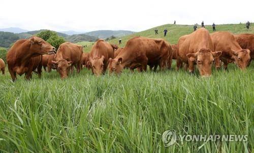 평창군 대관령 한우연구소 한우. 연합뉴스