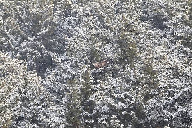 소나무 숲으로 향하는 검독수리.