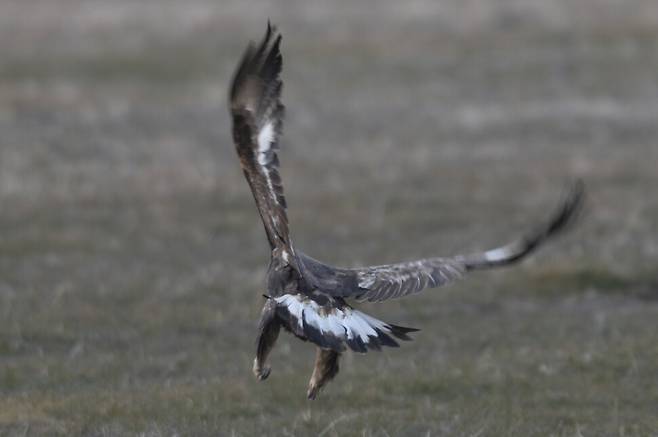 김제평야 검독수리는 아랫면 날개에 흰 반점과 꼬리 중간이 흰색이다. 10년이 되어야 완벽한 검독수리의 깃털을 갖추게 된다.