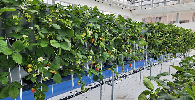 경북도농업기술원이 개발한 수직재배 시스템. 경북도 제공