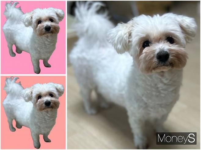 직접 찍은 강아지 사진을 활용해 프로필 사진을 만들어보았다. 사진은 배경을 제거해 만든 강아지용 프로필 사진(좌측)과 기존 사진의 모습. /사진=김성아 기자