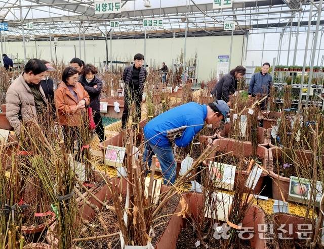 14일 충북 옥천 이원묘목시장 ‘충북농원’에서 농민들이 묘목을 살펴보고 있다.